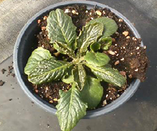 Broad mite damage on gerbera