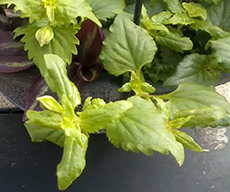 Broad mite damage on torinea