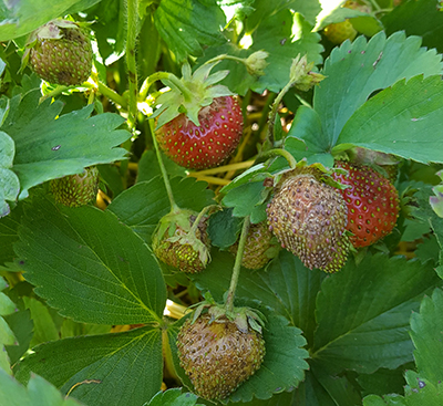 bronzed strawberries