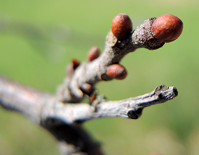 Bud swell in chestnut