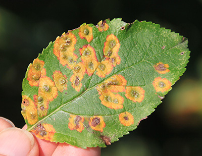 Cedar-apple rust symptoms on apple leaf