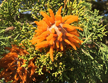 Cedar-apple rust galls opening up