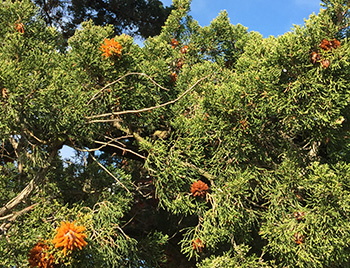 Cedar-apple rust in tree