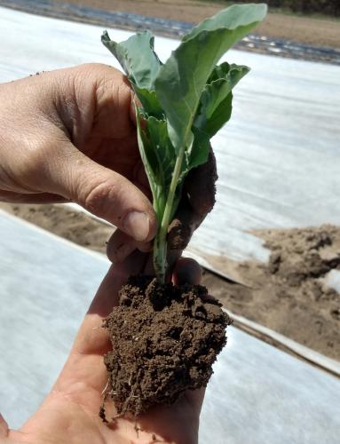 Cabbage roots