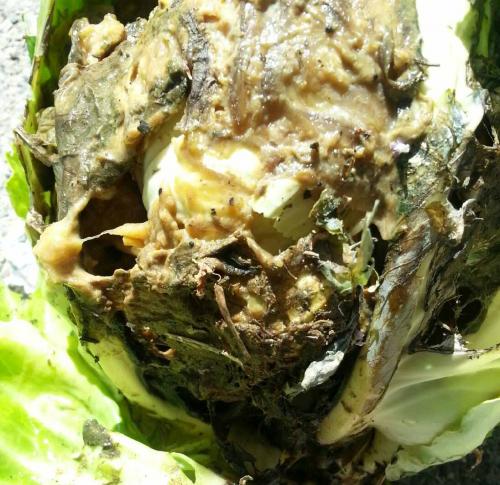Cabbage soft rot