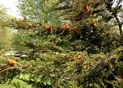 Cedar apple rust