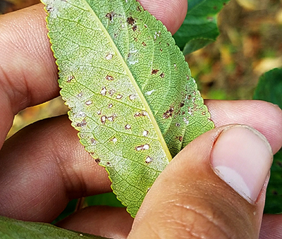 cherry leaf spot