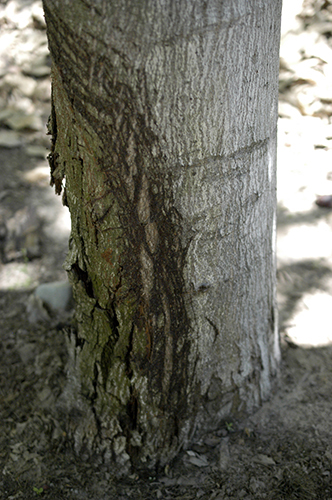 Chestnut blight canker