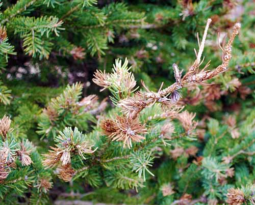 Spruce gall midge damage