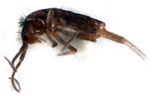 Close-up adult springtail