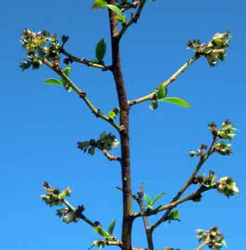 Winter damage on blueberries