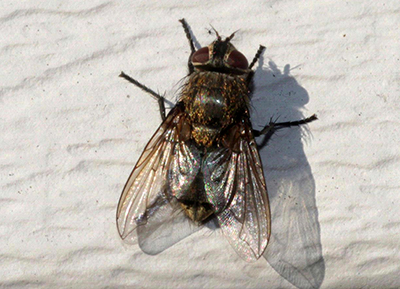 Cluster fly