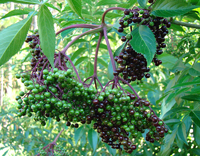 Common elderberry fruit
