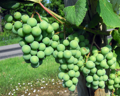 Concord grapes