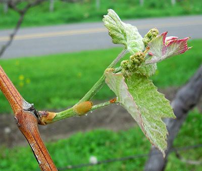 Concord grape shoot