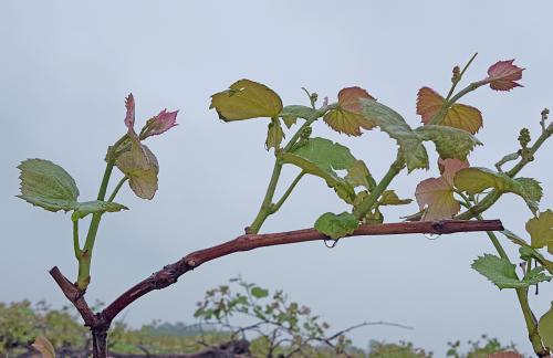 Concord with 3 leaves