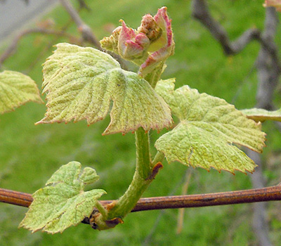 Concord grape shoot