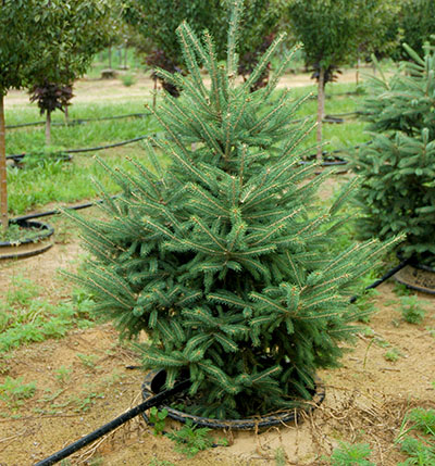 Container-grown tree