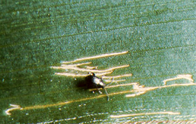 Corn flea beetle