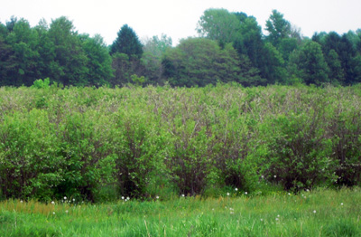 Damaged blueberry field