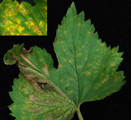 Downy mildew on hop