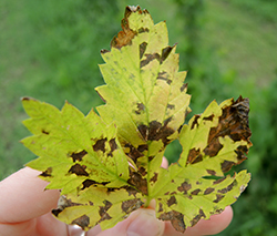 Angular lesions on hop leaf