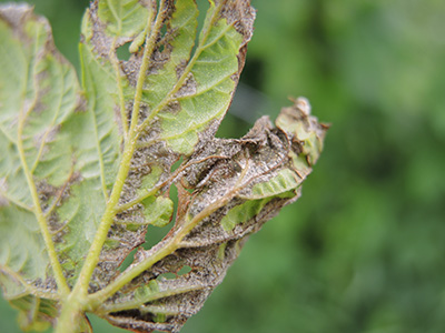 Downy mildew spores