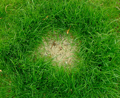 Dog spot in turf