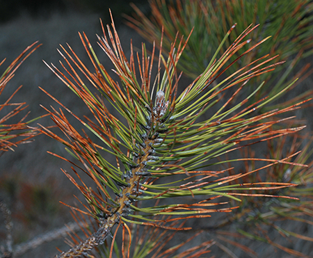 Pine Leaves - Tree Guide UK - Tree ID by pine needles