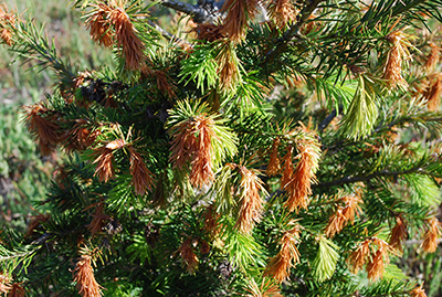 Frost injury to Douglas fir