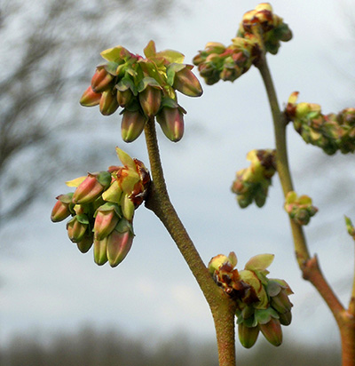 Blueberry late pink bud stage