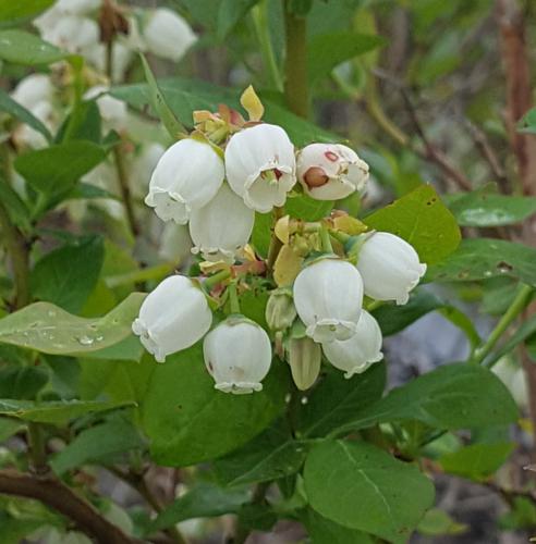 Duke blueberries