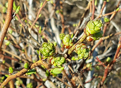 Duke blueberries at tight cluster