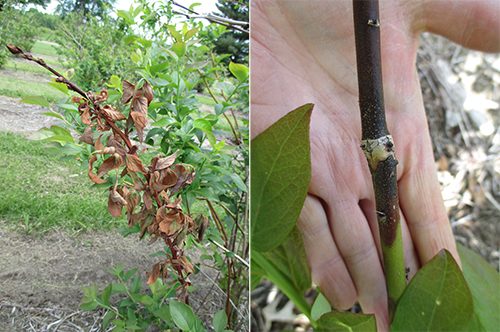 Dying blueberry canes