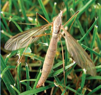 European crane fly adult 