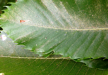 Leaf bronzing