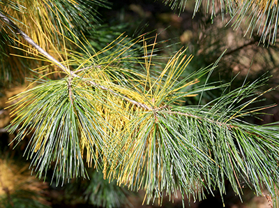 White pine needles