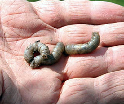 European crane fly larvae