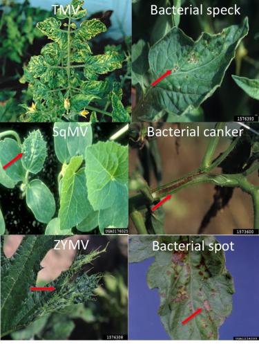 Plant viruses