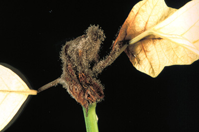 Botrytis on poinsettia