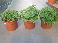 Geraniums with iron and manganese toxicity