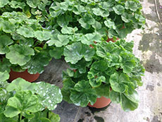 Geraniums with iron and manganese toxicity