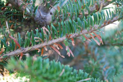 Notched and nipped needle Fraser fir damage caused by spruce-fir looper.