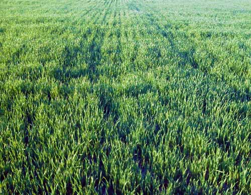 Wheat field