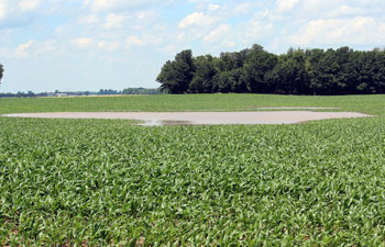 Flooded corn field 2014