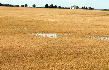 Flooded wheat field 2014