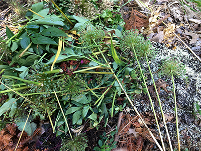 compost pile