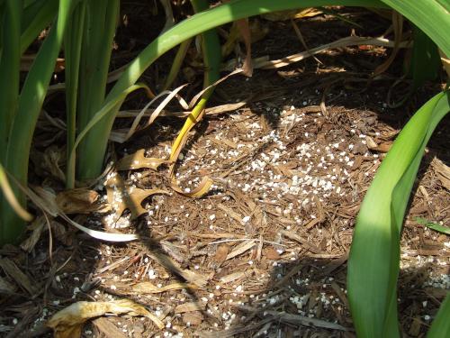 A common flower or lawn fertilizer with no weed control will provide the added boost for the daylily to gear up for its second flush. 