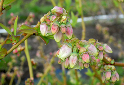 First bloom in Duke blueberries