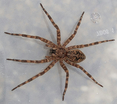 Fishing spider